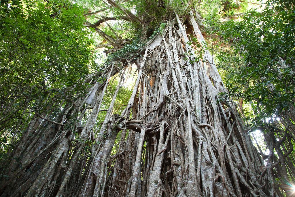 Lake Eacham Tourist Park & Cabins Ngoại thất bức ảnh